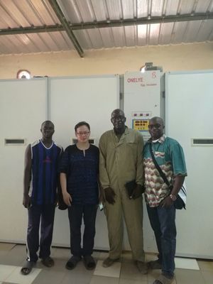 خرید جوجه کشی تخم مرغ بلدرچین تجاری صنعتی 90000 Eggs چرخش اتوماتیک 6.5 کیلو وات online manufacture