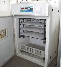 خرید بخش های اکسترود شده 200PCS جوجه کشی تخم مرغ جامبو online manufacture